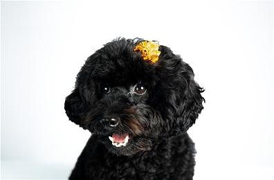 《流放者柯南》“巫术时代”更新正式上线 免费试玩开启